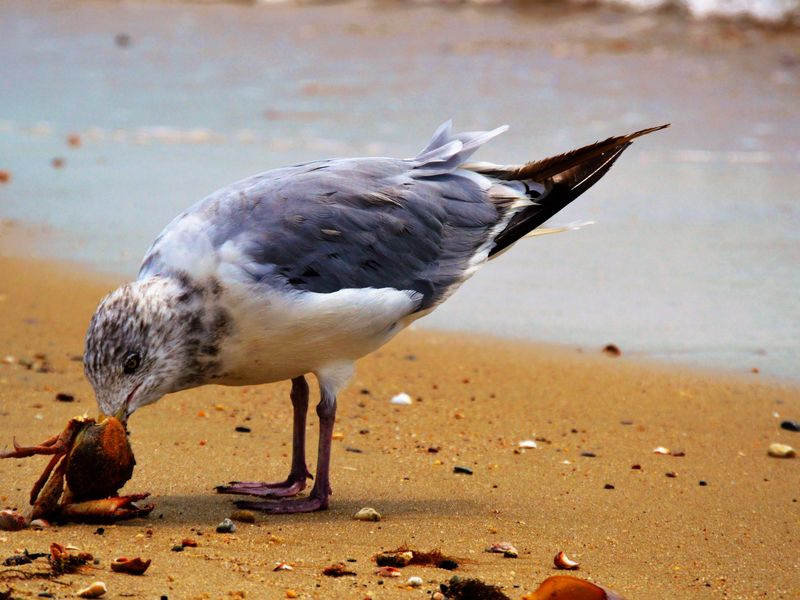 A very hungry seagull enjoying his catch