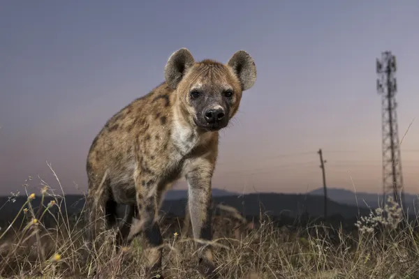 A hyena on the outskirts of Harar thumbnail