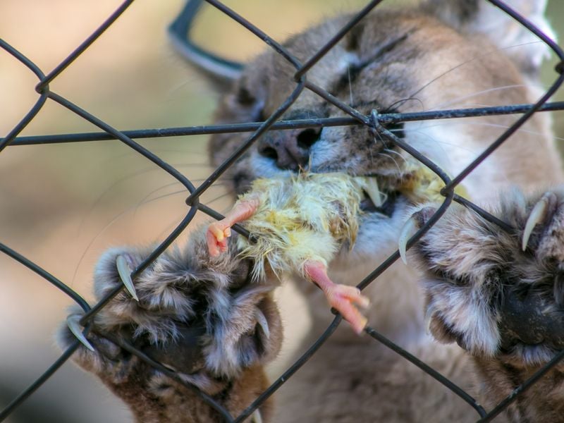 Captive Caracal Eating His Morning Chicken | Smithsonian Photo Contest