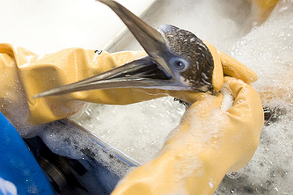 20110520102353cleanbird.jpg