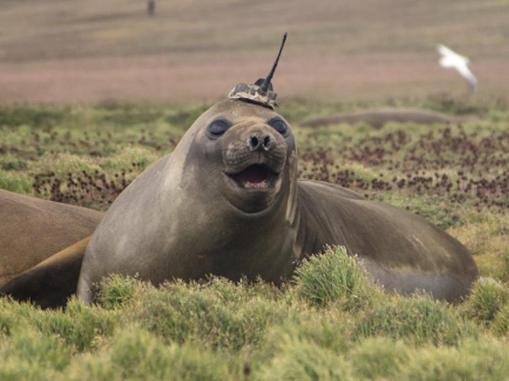 Seal wearing hat with sensor