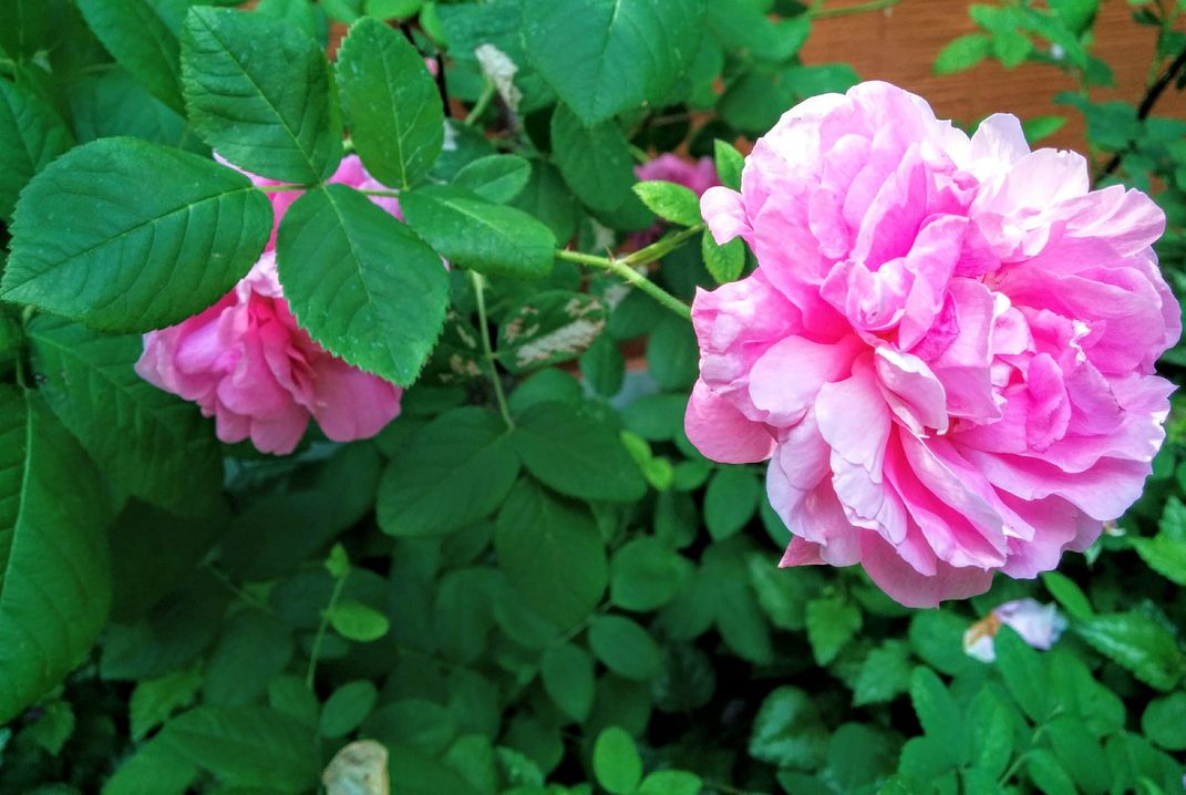 Smelling the roses Smithsonian Photo Contest Smithsonian Magazine