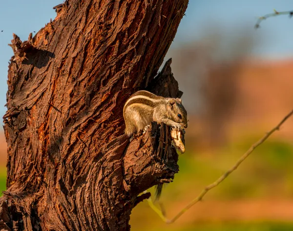 A Tiny Feast thumbnail