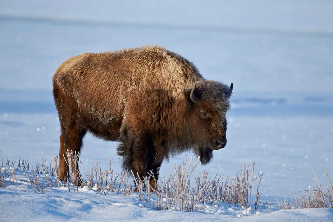 Bison