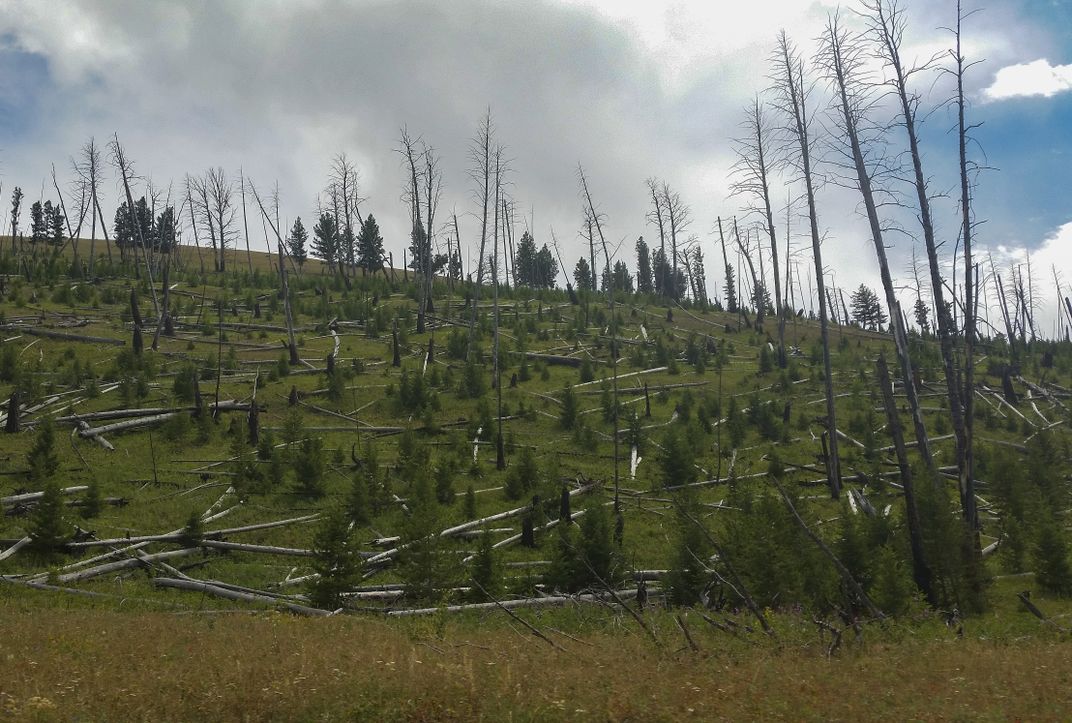 Shattered Trees | Smithsonian Photo Contest | Smithsonian Magazine