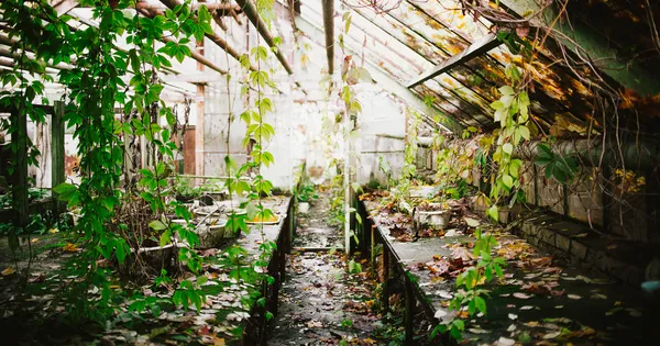 Fall melody of melancholy thumbnail