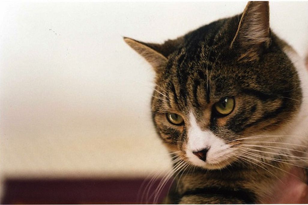 20120920030014cat.jpg