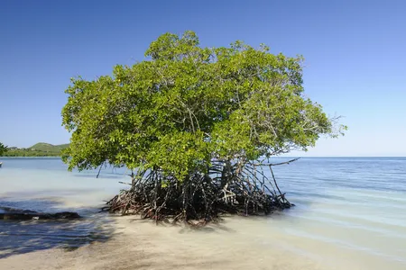 We're spending hundreds of millions of dollars to mimic a mangrove tree, basically. 