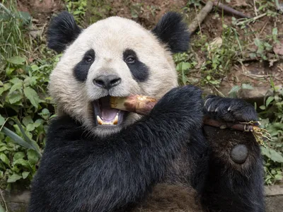 Two Pandas Arrive at the San Diego Zoo, the First to Enter the U.S. in 21 Years image