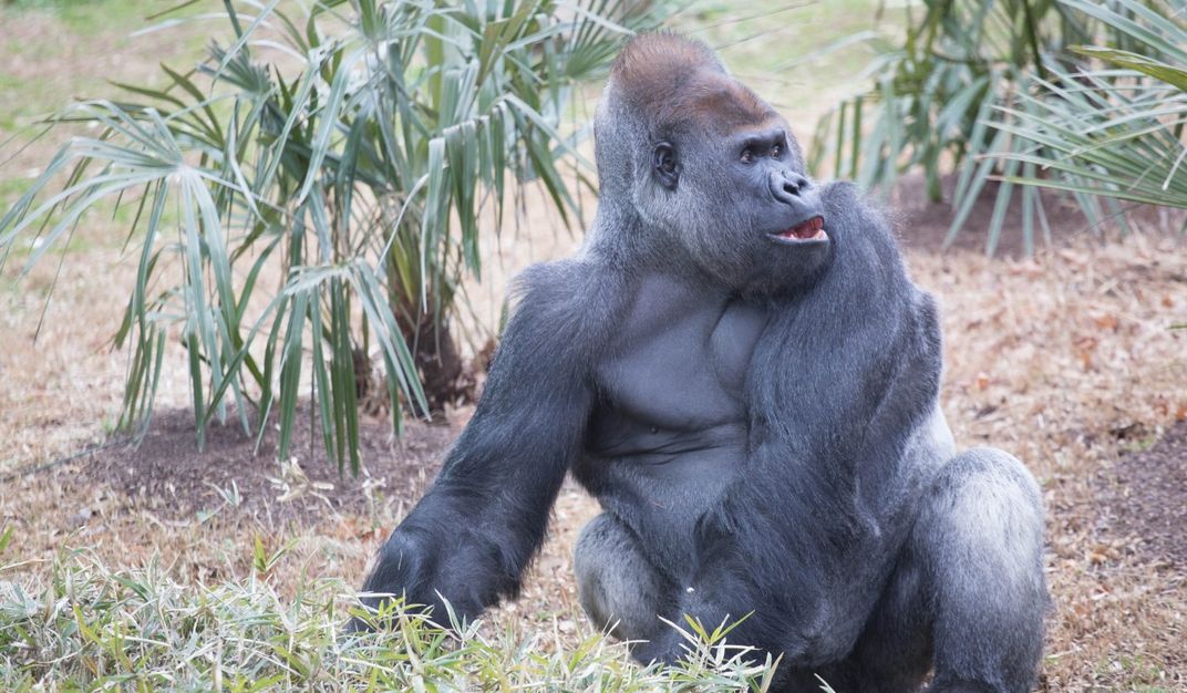 A large male silverback western lowland gorilla sits in a grassy yard near plants and looks off to his left.