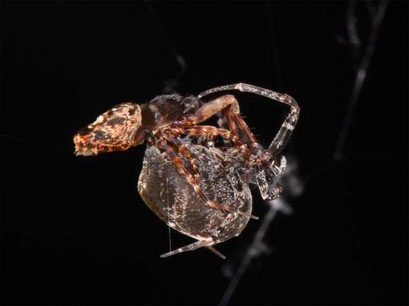 Gotta bounce: Some spiders catapult away after sex to avoid death