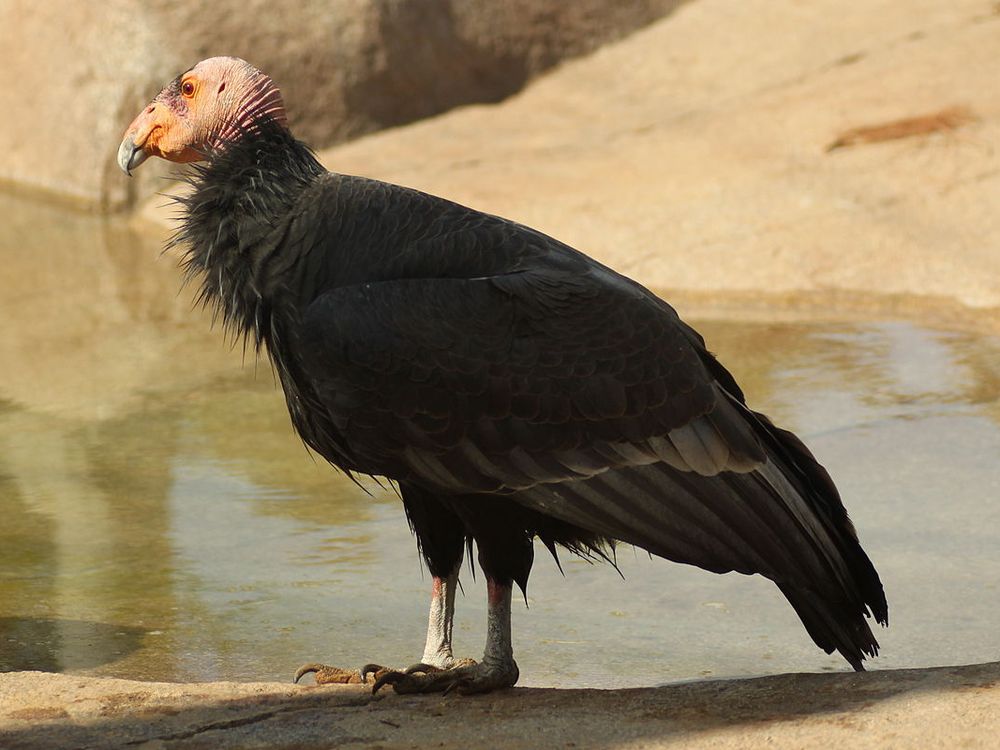 California Condor at San Diego Zoo