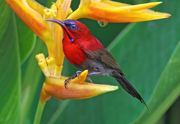 A male Crimson sunbird thumbnail