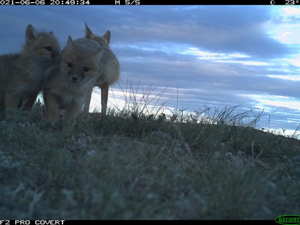 Swift fox pups huddled together at dusk on Montana's grasslands