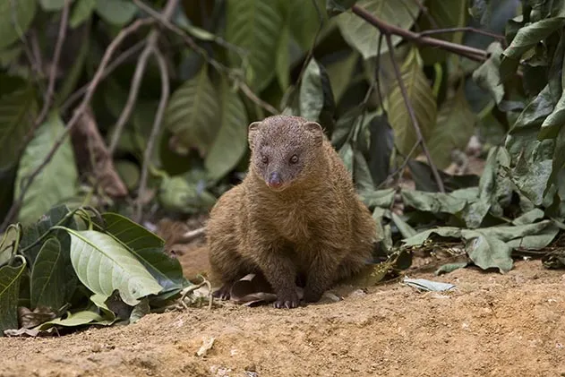 Mongoose