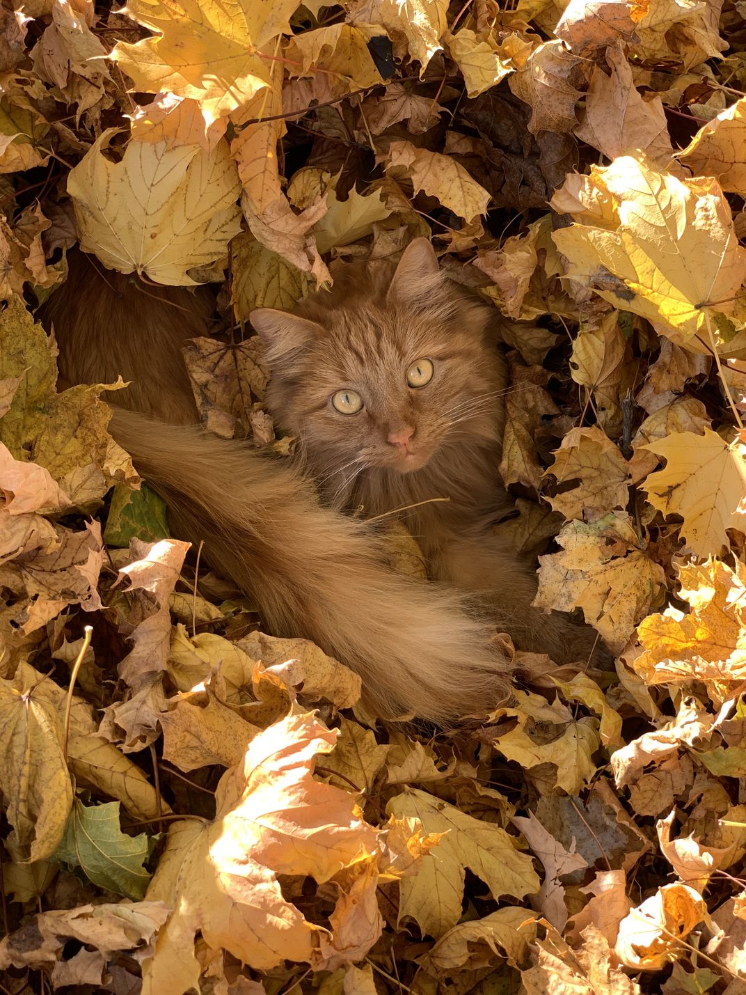 Pet cat climbed in the leaf pile while raking. | Smithsonian Photo ...