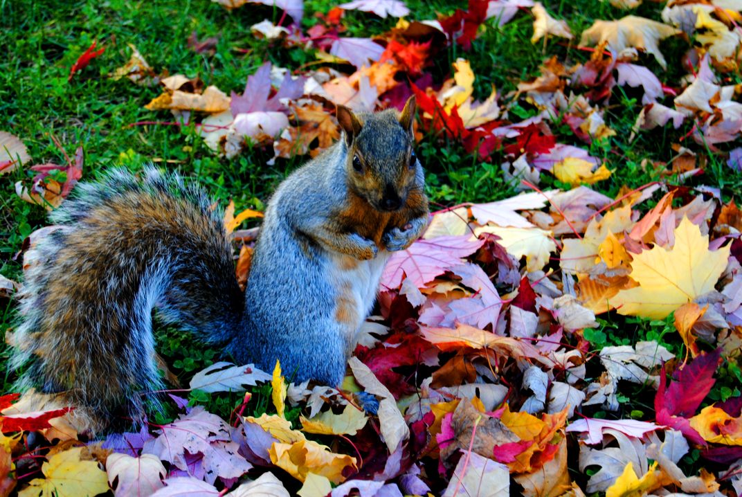 FrenchCanadian Squirrel Smithsonian Photo Contest Smithsonian Magazine