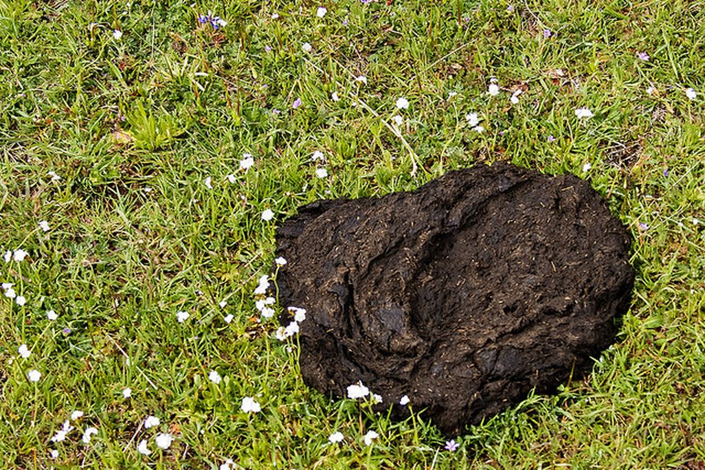 2013051510303805_15_2013_cow-pie.jpg
