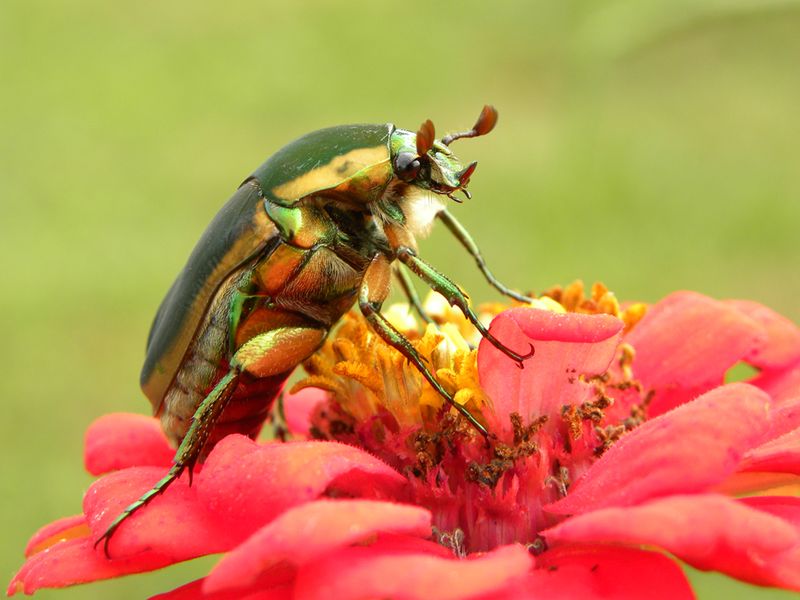 June Bug Smithsonian Photo Contest Smithsonian Magazine