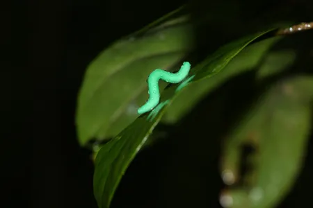 Thousands of clay caterpillars, like this one glued to a leaf in Hong Kong, were used to measure how often predators are eating insects around the world.