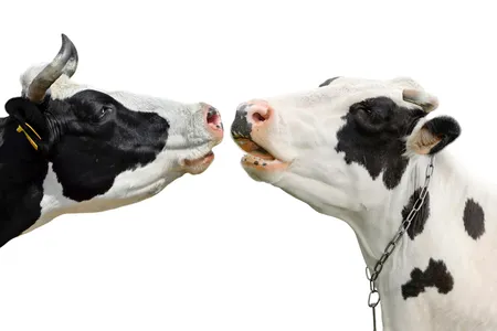 What a cute cowple.