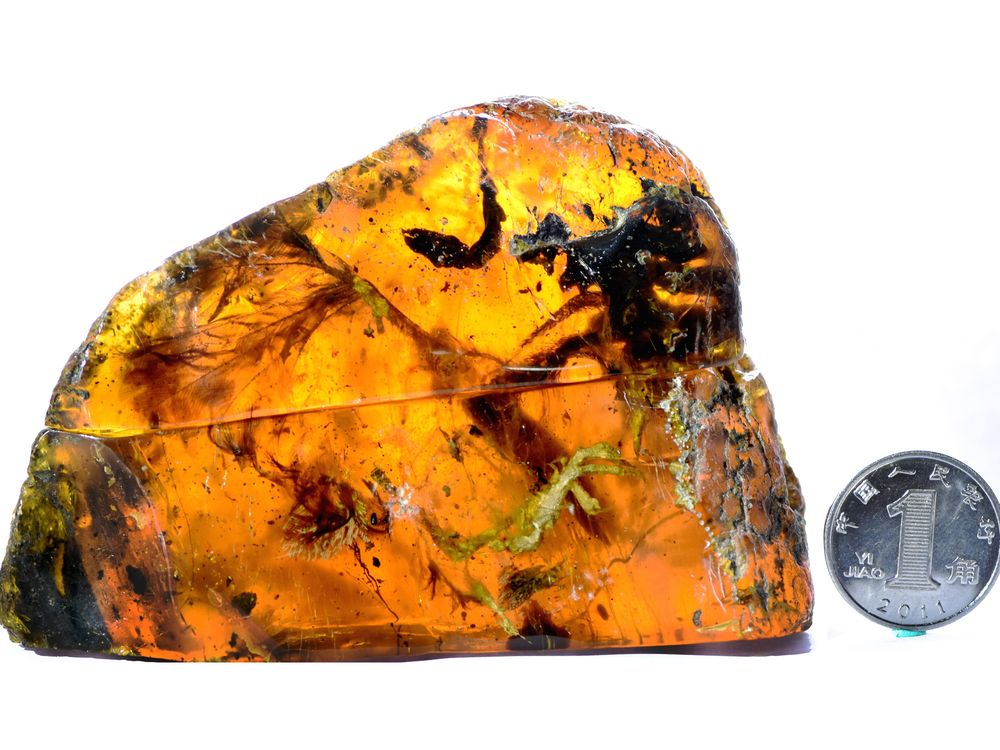 Amber Specimen