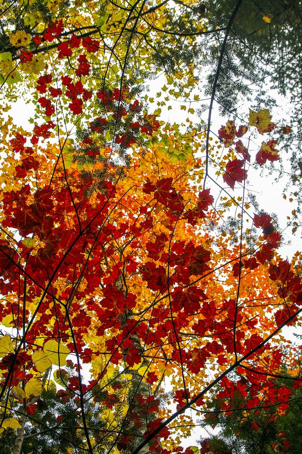 Looking up at fall colors in Maine. thumbnail