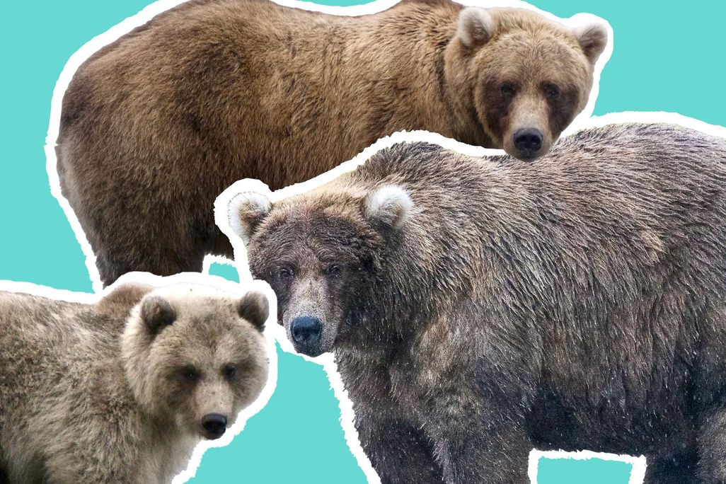 Photo illustration: Smithsonian.com, photos of contenders