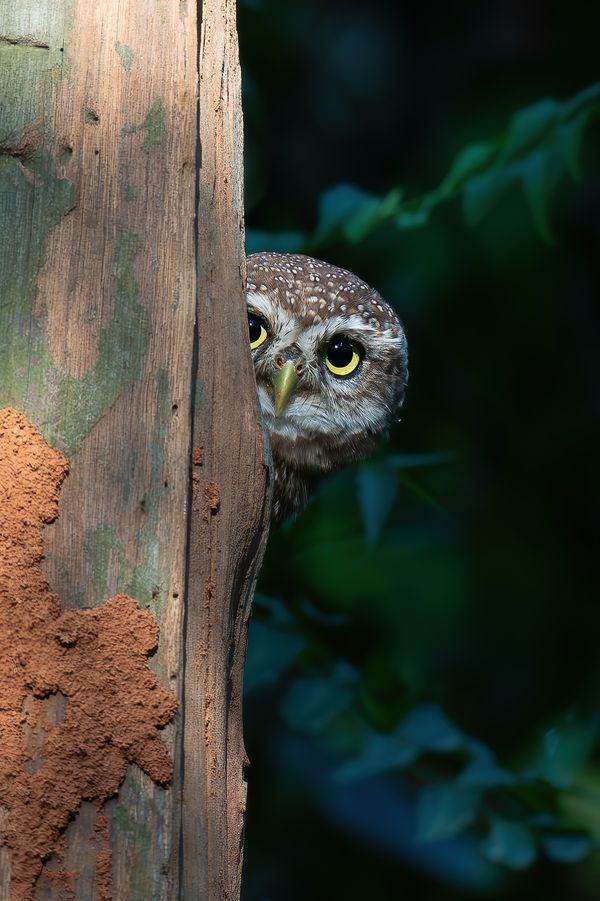 A spotted owlet Peering from behind the tree thumbnail