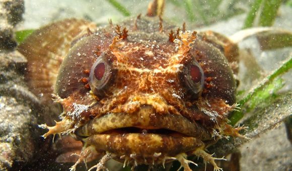 Male Bocon toadfish of Panama attract mates by singing in a series of “grunts” and “boops.” (Credit: Study authors)