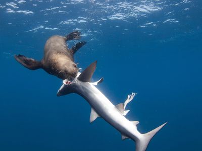 A Cape fur seal digs in to a blue shark.