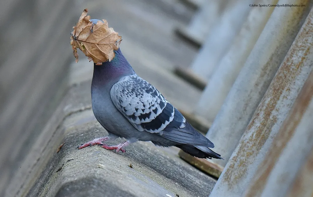 A pigeon on a ledge with a brown leaf on its face