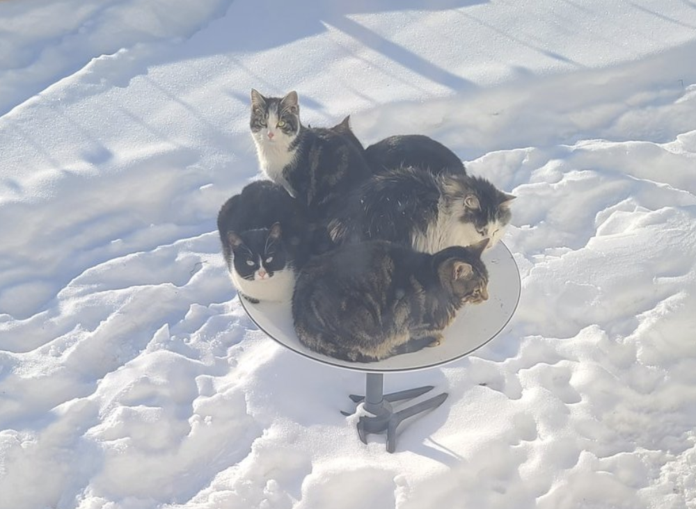 Outdoor Cats Are Using $500 Starlink Satellite Dishes as Self-Heating Beds
