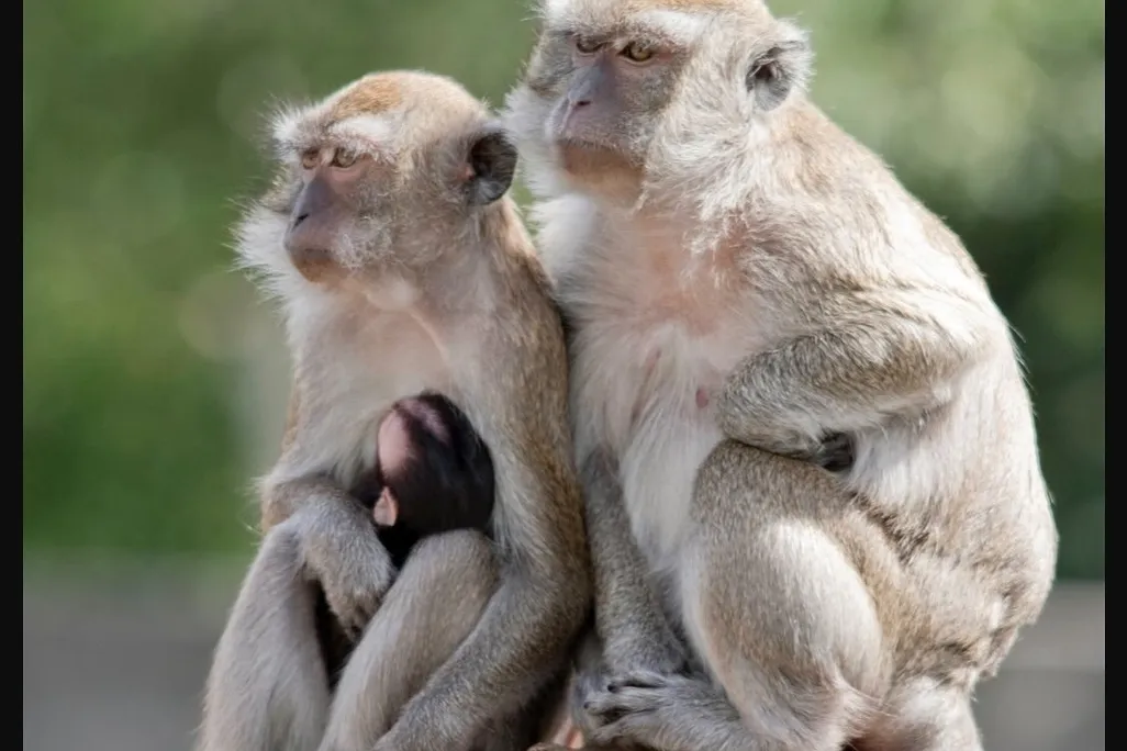 two rhesus macaques on a rock