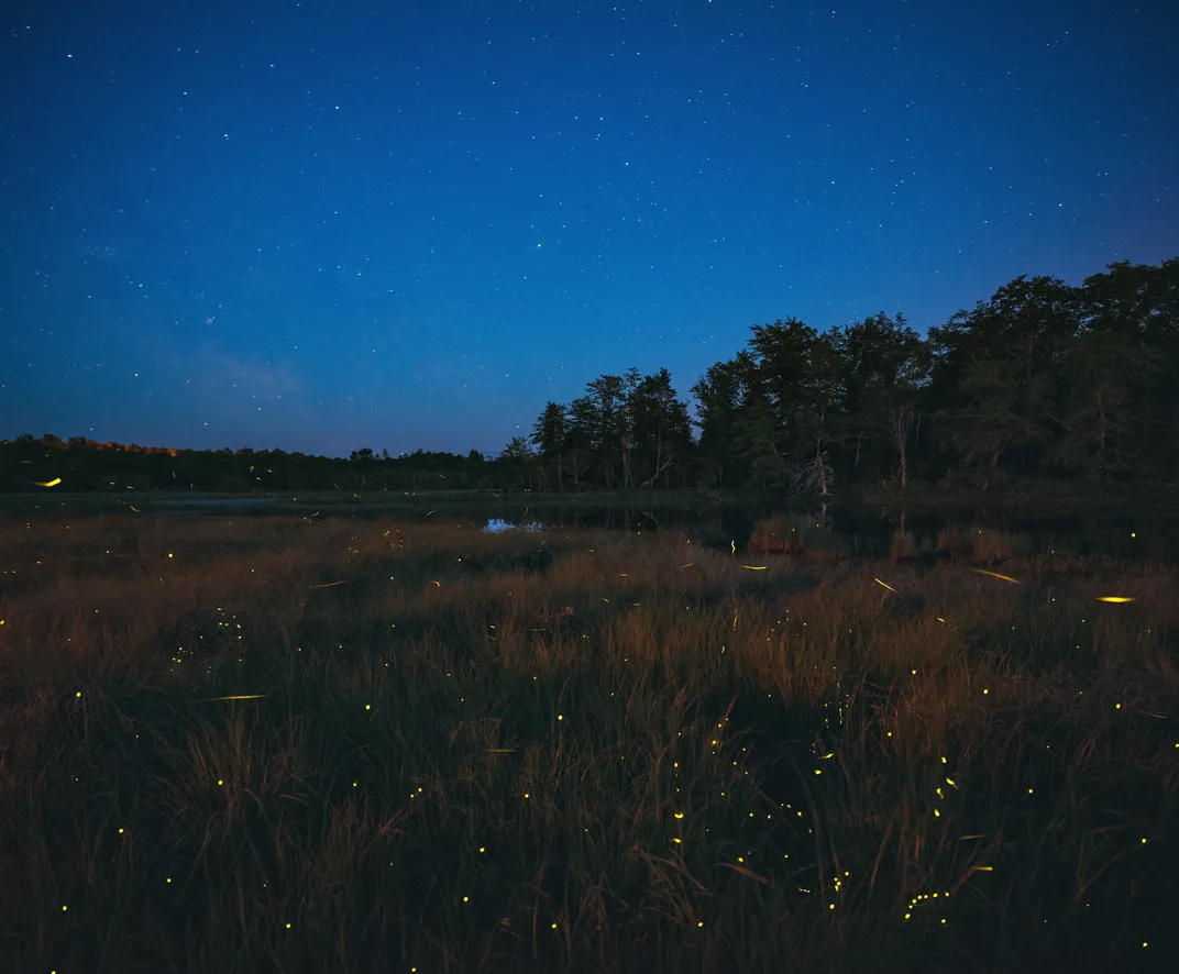 Fireflies dance in twinkling lights in a marsh during "blue hour"