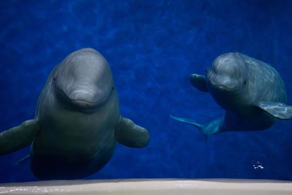 cutie belugas.jpg