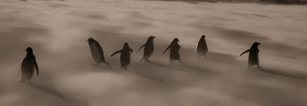 Swirling Sandstorm thumbnail