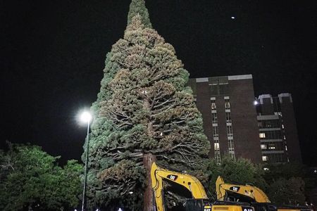 The big tree being prepared for its move in Boise, Idaho.