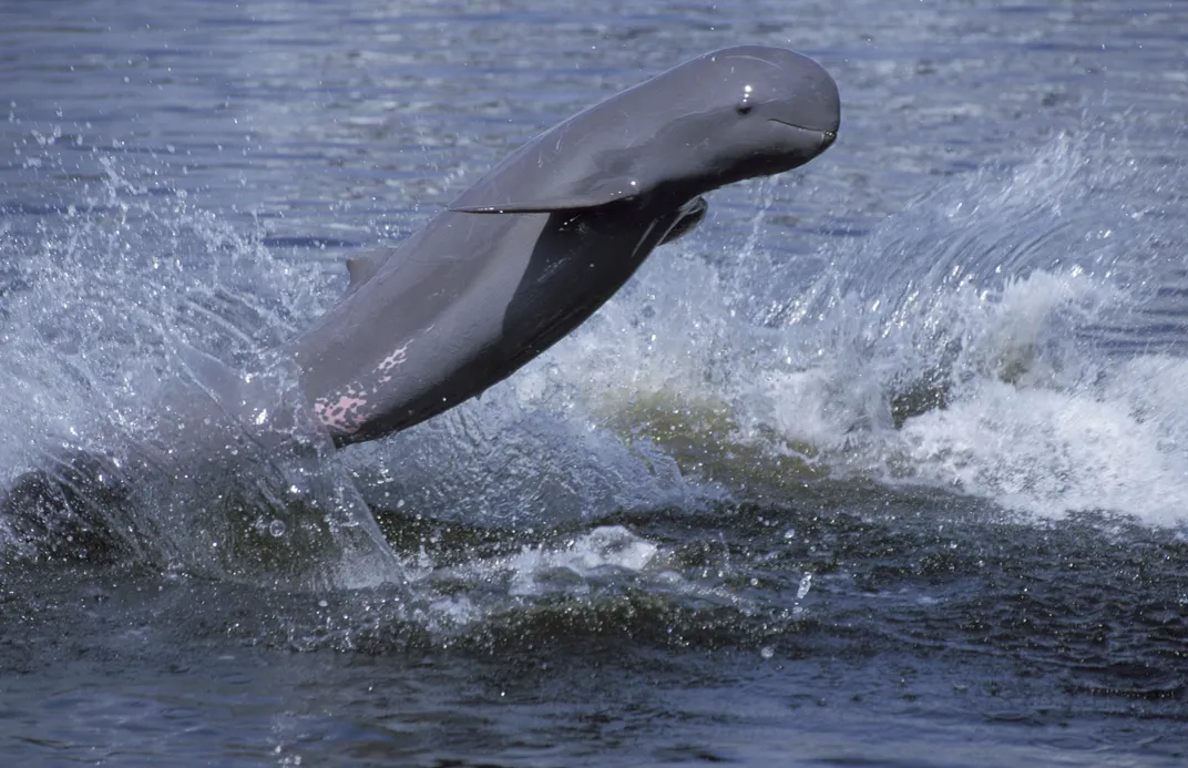 The Mekong River population of Irrawaddy dolphins is listed as critically endangered. Photo: Roland Seitre/Minden Pictures/Corbis