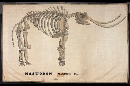 MASTODON MAXIMUS. CUV. [Cuvier]; Orra White Hitchcock (1796–1863); Amherst, Massachusetts; 1828–1840; pen and ink and watercolor wash on cotton, with woven tape binding