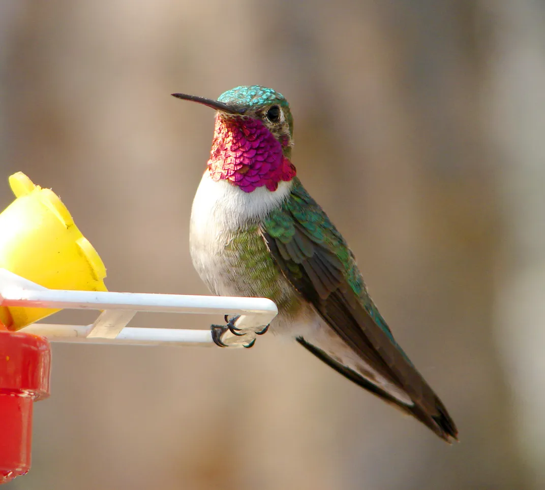 A green and orange bird perched on a feeder.