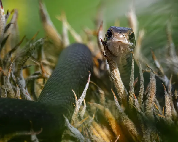 Black Snake in Sago Palm thumbnail