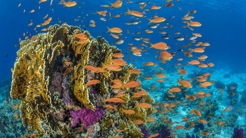 Impact of coral reef fish personalities on species persistence under  environmental change – Envision – Developing next generation leaders in  environmental science