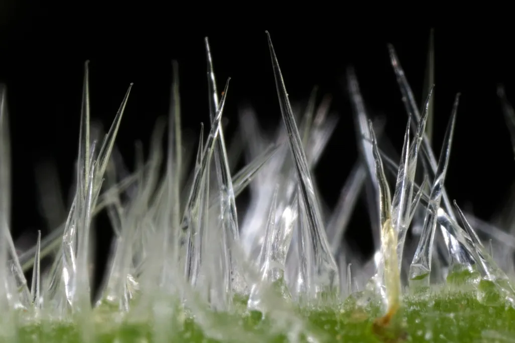 Close up of stinging tree hairs on the leaves, which are clear and almost resemble tiny icicles 