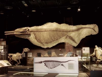 A skeleton of the giant Triassic ichthyosaur Shonisaurus popularis hangs in the Nevada State Museum.