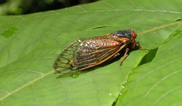 Cicada Mobile Image