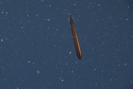 Marine biologists suspect that the dragonfish can use its tiny fins to detect vibrations and alert them of nearby predators and prey.