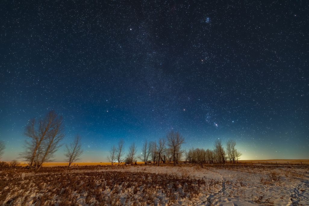 Stars in the sky above trees on a snowy ground