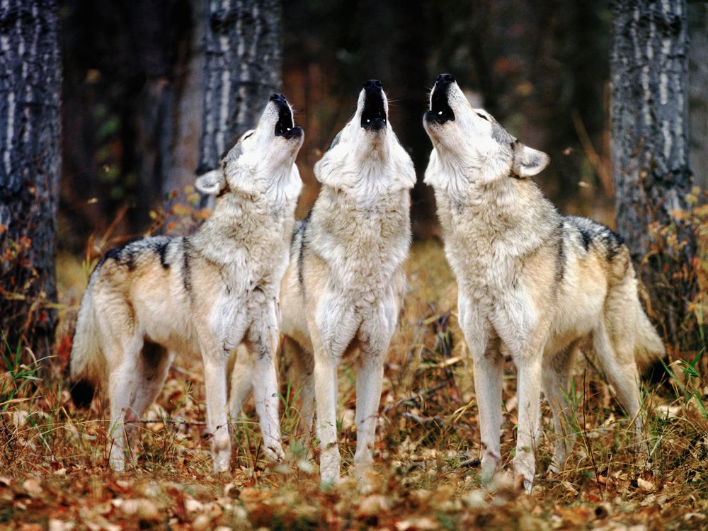 wolves howling