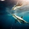 Where Did South Africa's Missing Sharks Go? icon